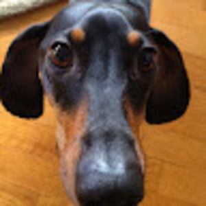 Meet your Posher, Wesley